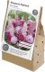 Lillesibulate segu Respect Nature Pink Carpet 15 tk