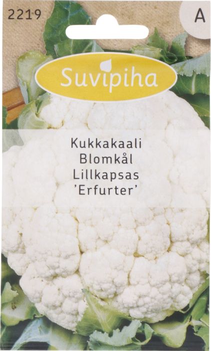 Lillkapsas Erfurter Suvipiha 0,75g