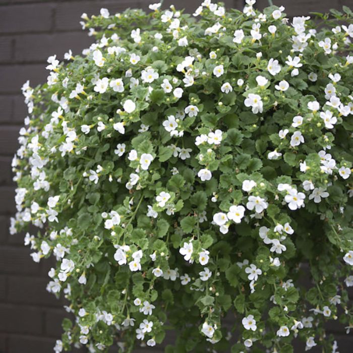 Suvelilleampel Bacopa Ø 25 cm