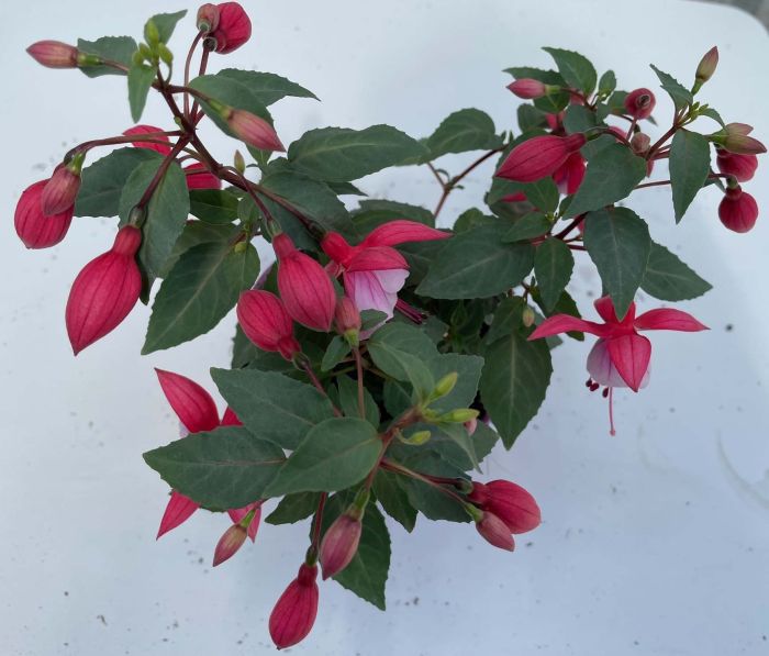 Fuksia Ø 10,5 cm