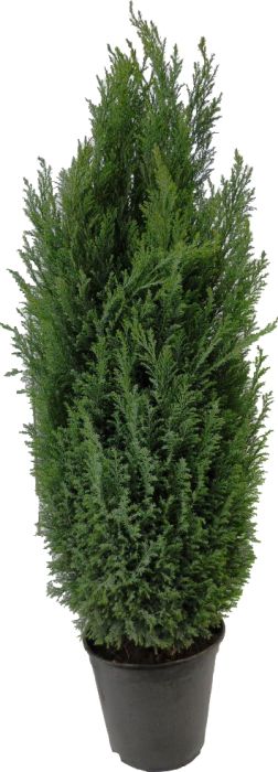 Kalifornia ebaküpress Lawsoniana  Ø 21 cm