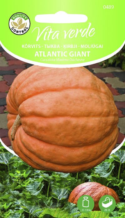 Kõrvits Atlantic Giant