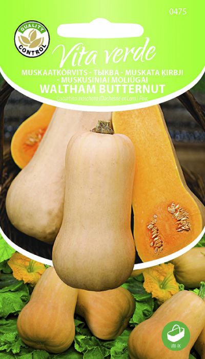 Muskaatkõrvits Waltham Butternut