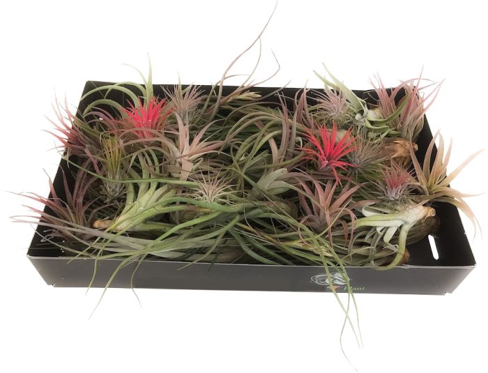 Tillandsia valik