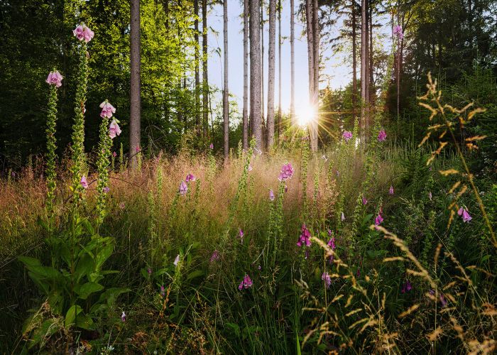 Fototapeet fliis Summer Glade 350 x 250 cm