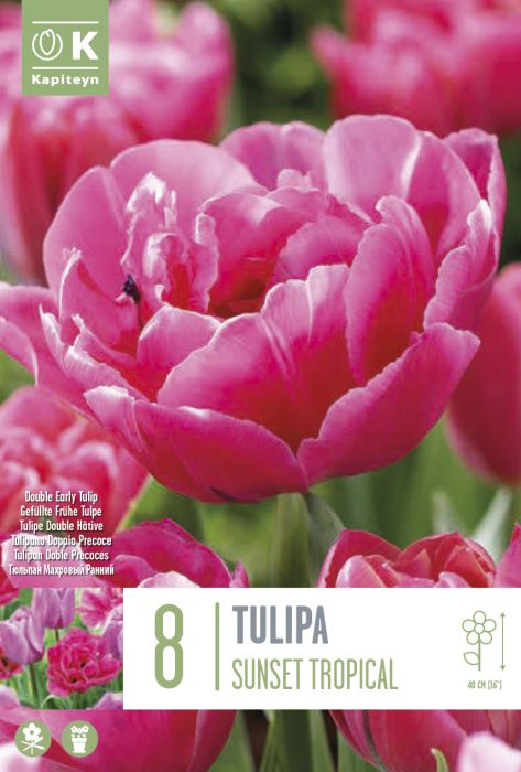 Tulp Sunset Tropical 8 tk