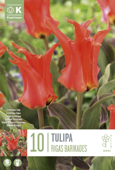 Tulp Rigas Barikades 10 tk