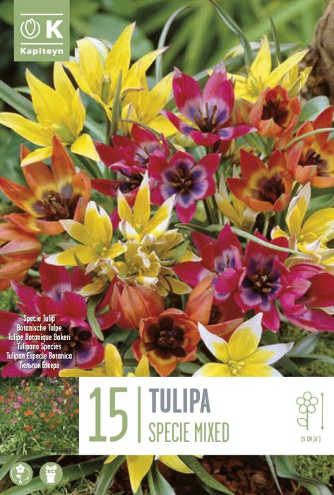 Tulp Specie Mixed 15 tk