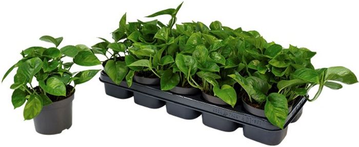 Kuld-nõelkõis Global Green  Ø 12 cm