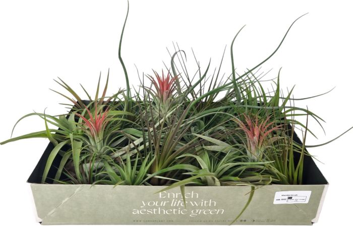 Tillandsia mix Ø 7 cm