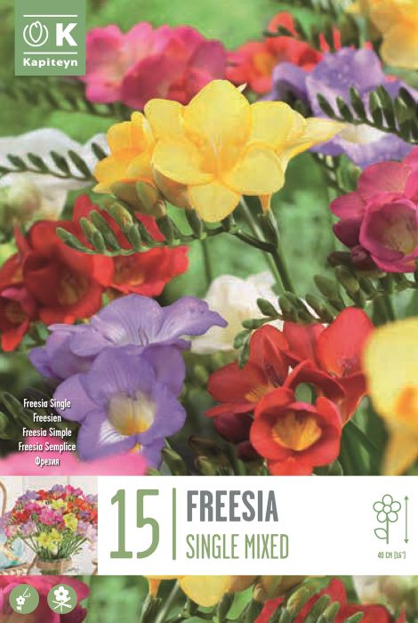 Freesia Single Mix 15 tk