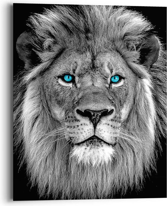 Sisustuspilt Reinders Blue Eyed Lion 40 x 50 cm