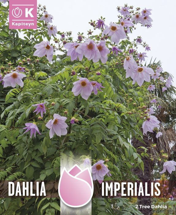 Daalia Imperialis 2 tk