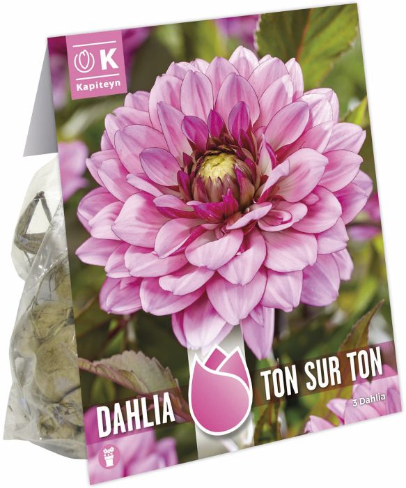 Daalia Ton Sur Ton 3 tk