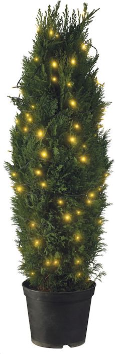 Kalifornia ebaküpress Lawsoniana  Ø 21 cm+LED-valgussari Konstsmide 80-osa